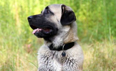 Kangal